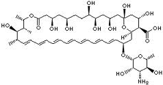 Amfotericina b.jpg