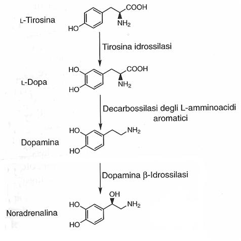 Biosintesi noradrenalina.jpg
