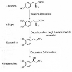 File:Biosintesi noradrenalina.jpg
