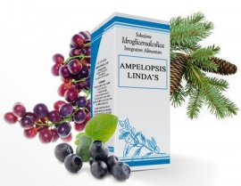 Ampelopsis Linda's.jpg