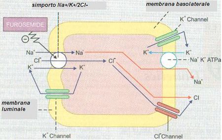 Meccanismo furosemide.jpg